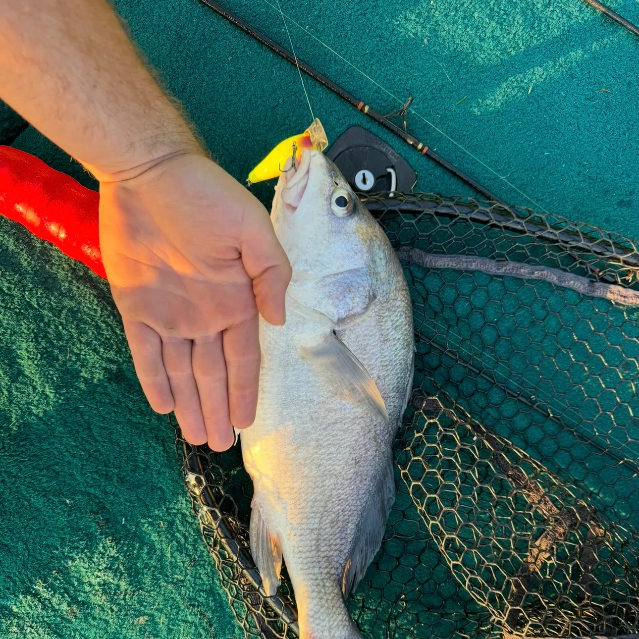 The most recent Freshwater drum catches on Fishbrain