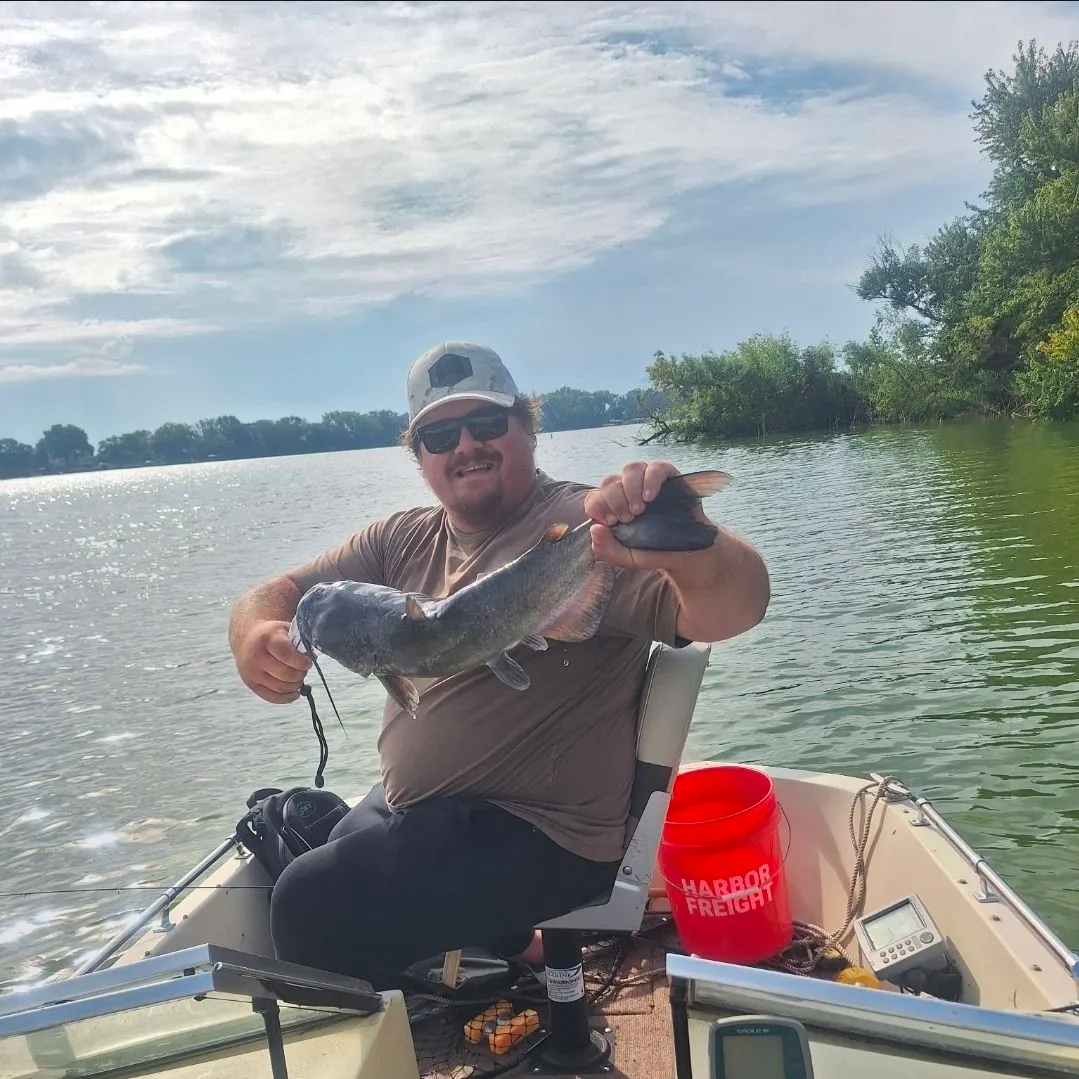 Channel catfish caught on Fishbrain