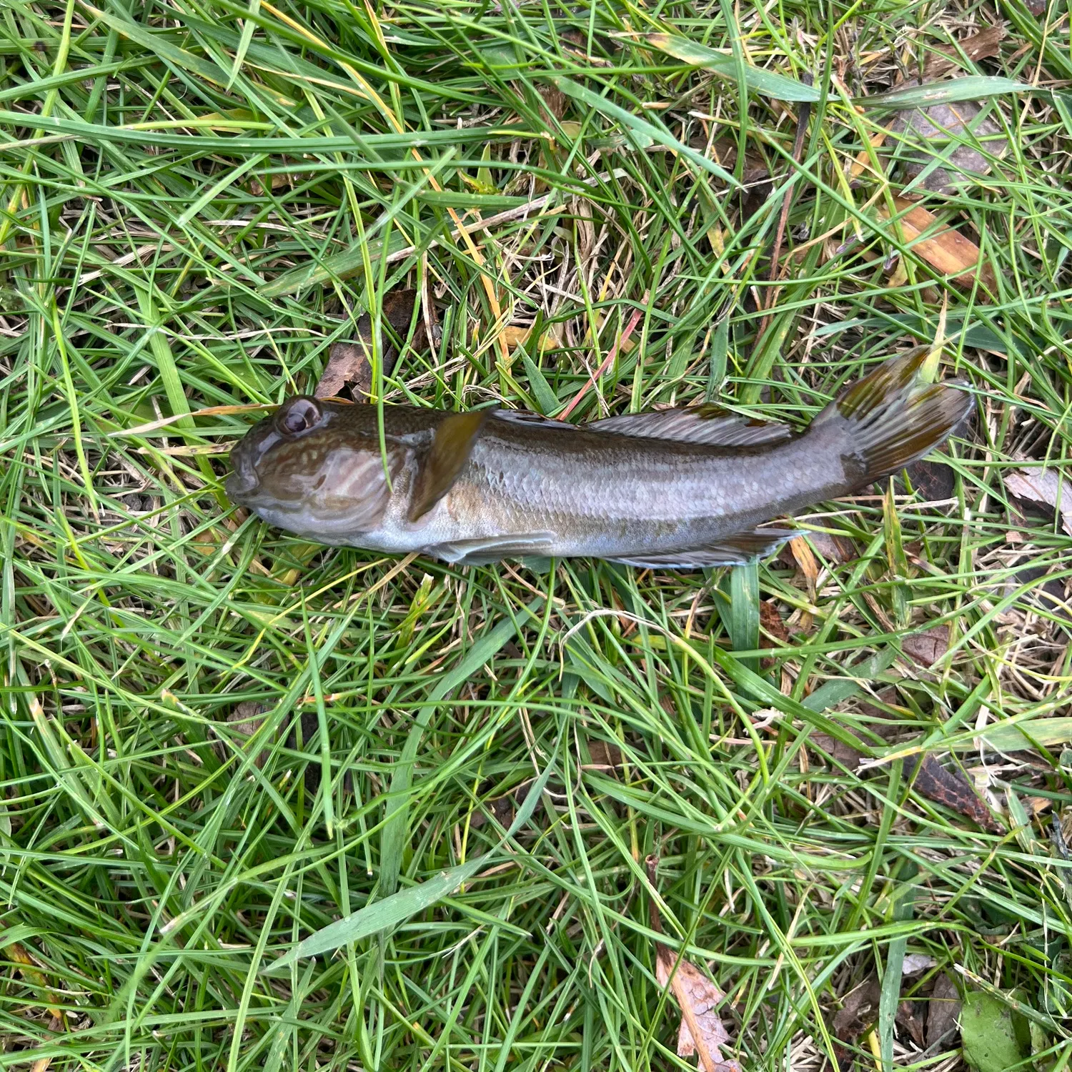 Round goby caught on Fishbrain
