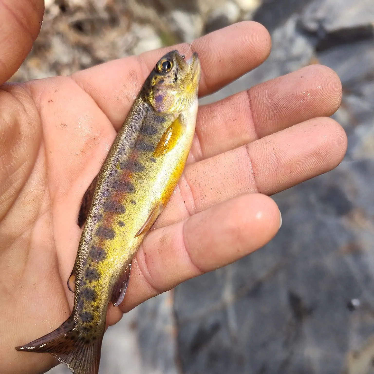 The most recent Little Kern golden trout catches on Fishbrain