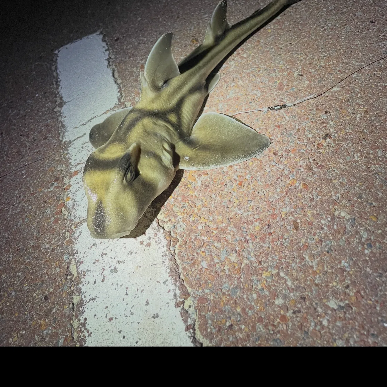 The most recent Port Jackson shark catches on Fishbrain