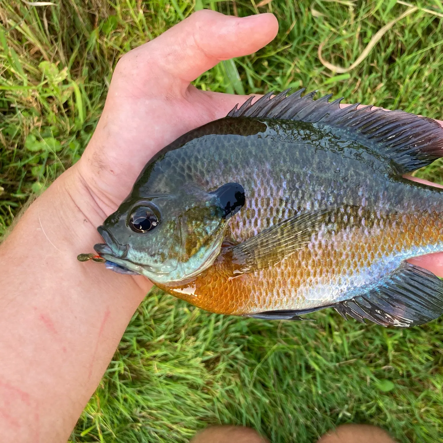 Bluegill caught on Fishbrain