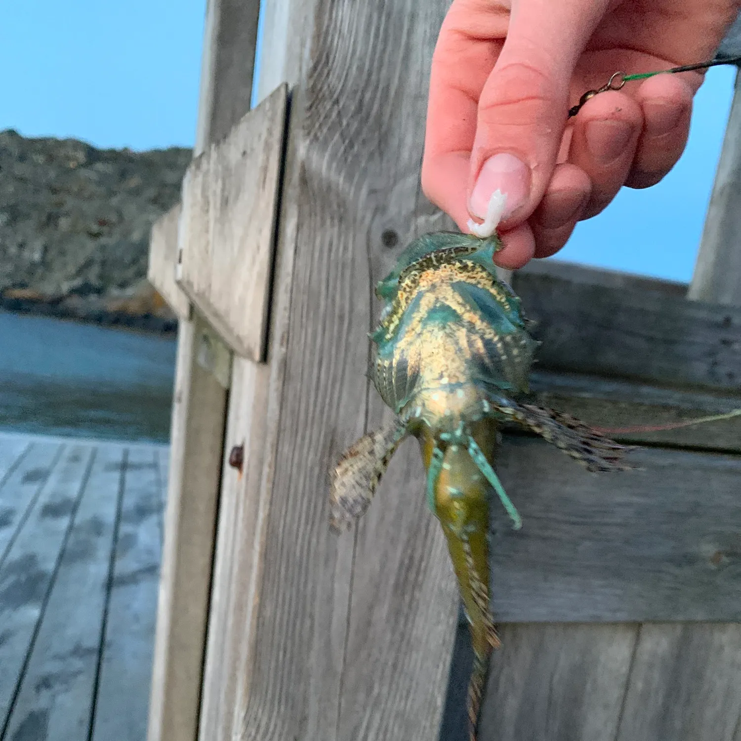 recently logged catches