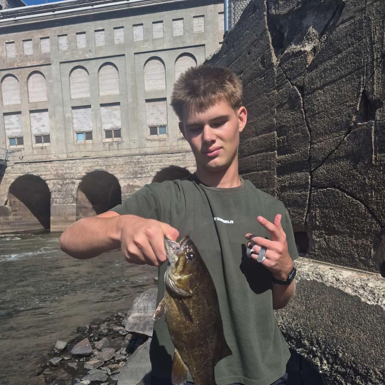 Smallmouth bass caught on Fishbrain