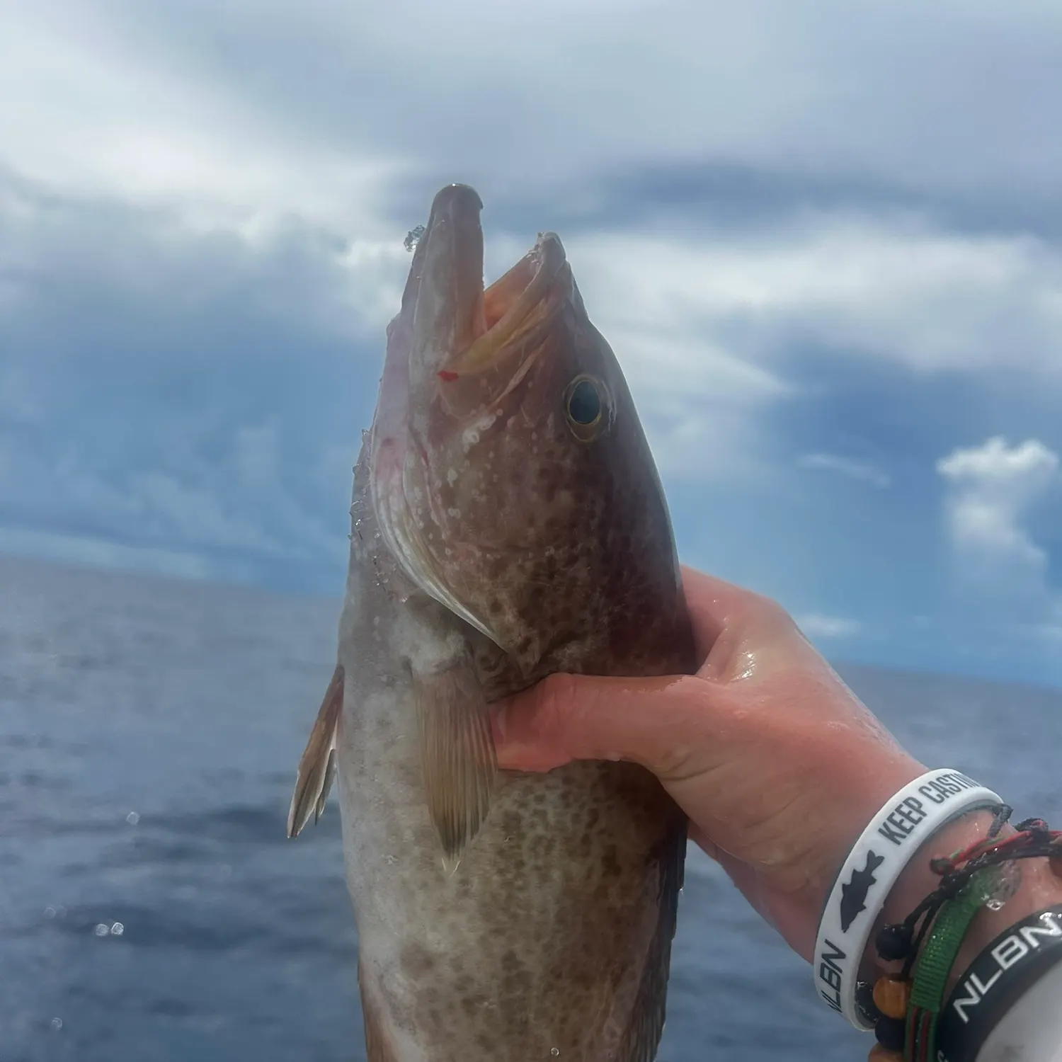 The most recent Scamp grouper catches on Fishbrain