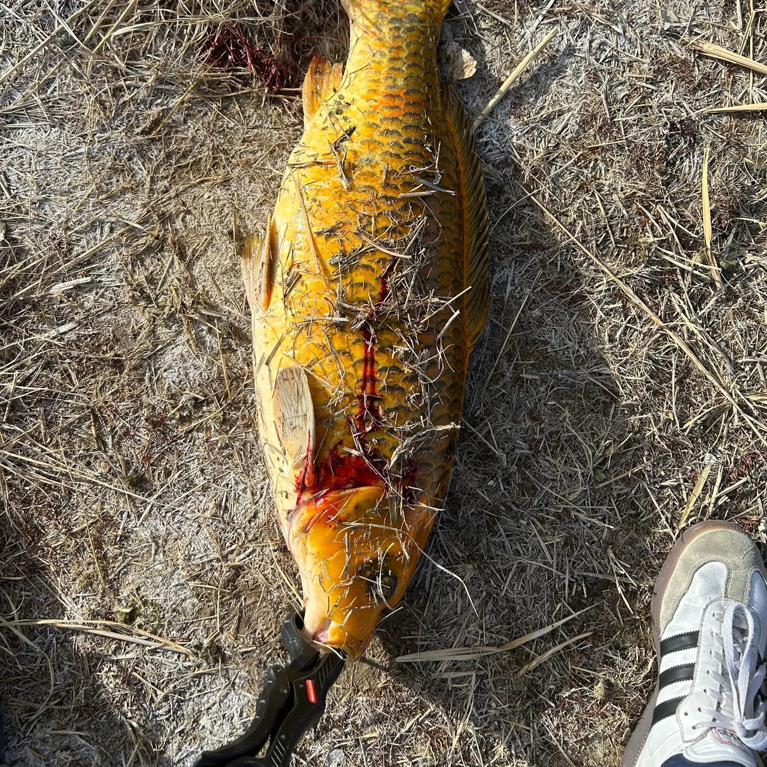 The most recent Koi carp catches on Fishbrain