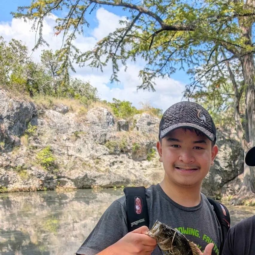 Warmouth caught on Fishbrain