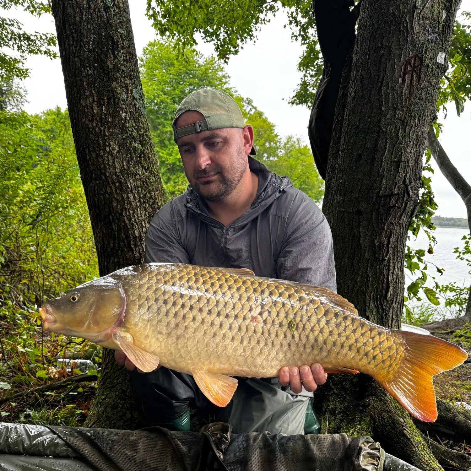 Common carp caught on Fishbrain