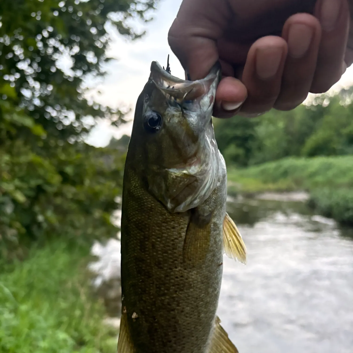 Smallmouth bass caught on Fishbrain