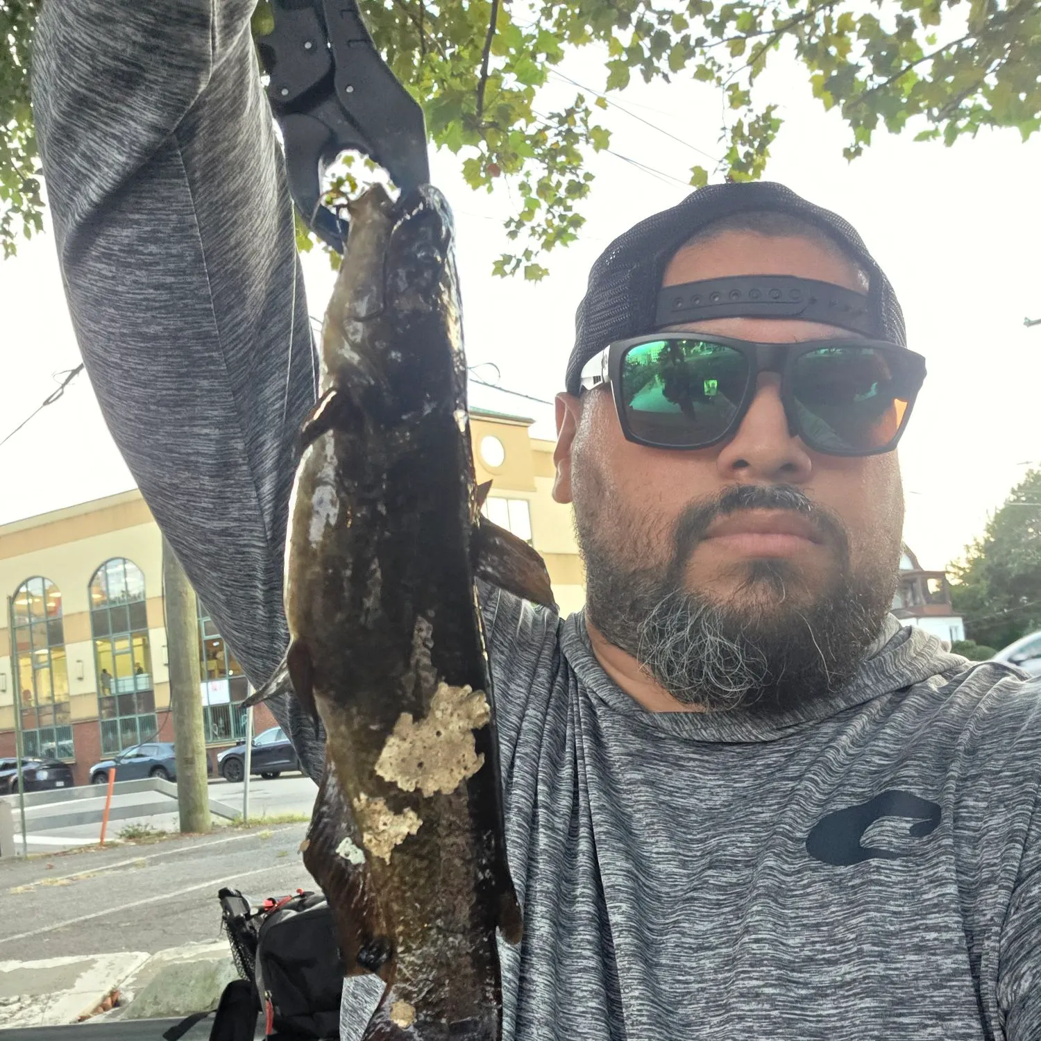 Brown bullhead caught on Fishbrain