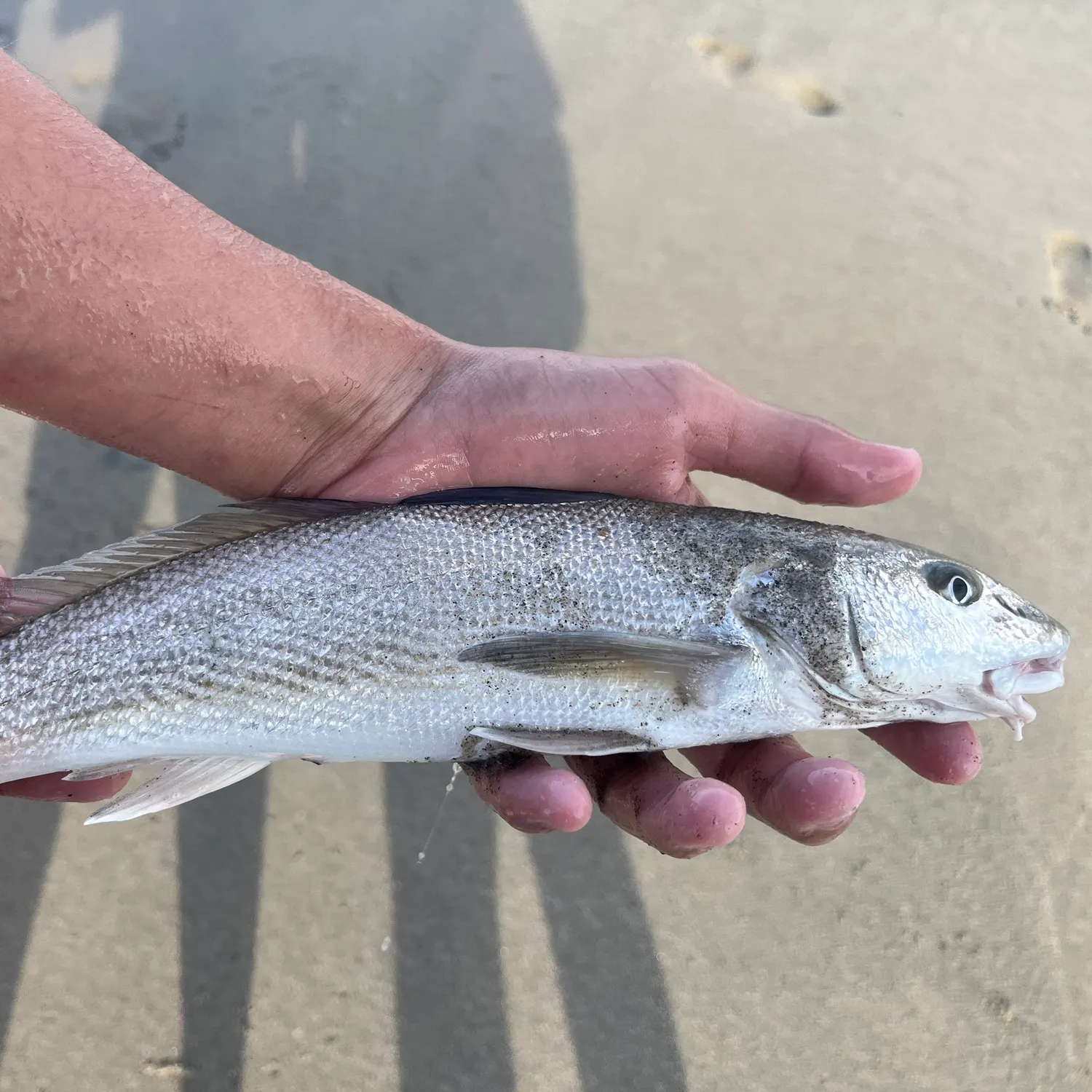 California corbina caught on Fishbrain