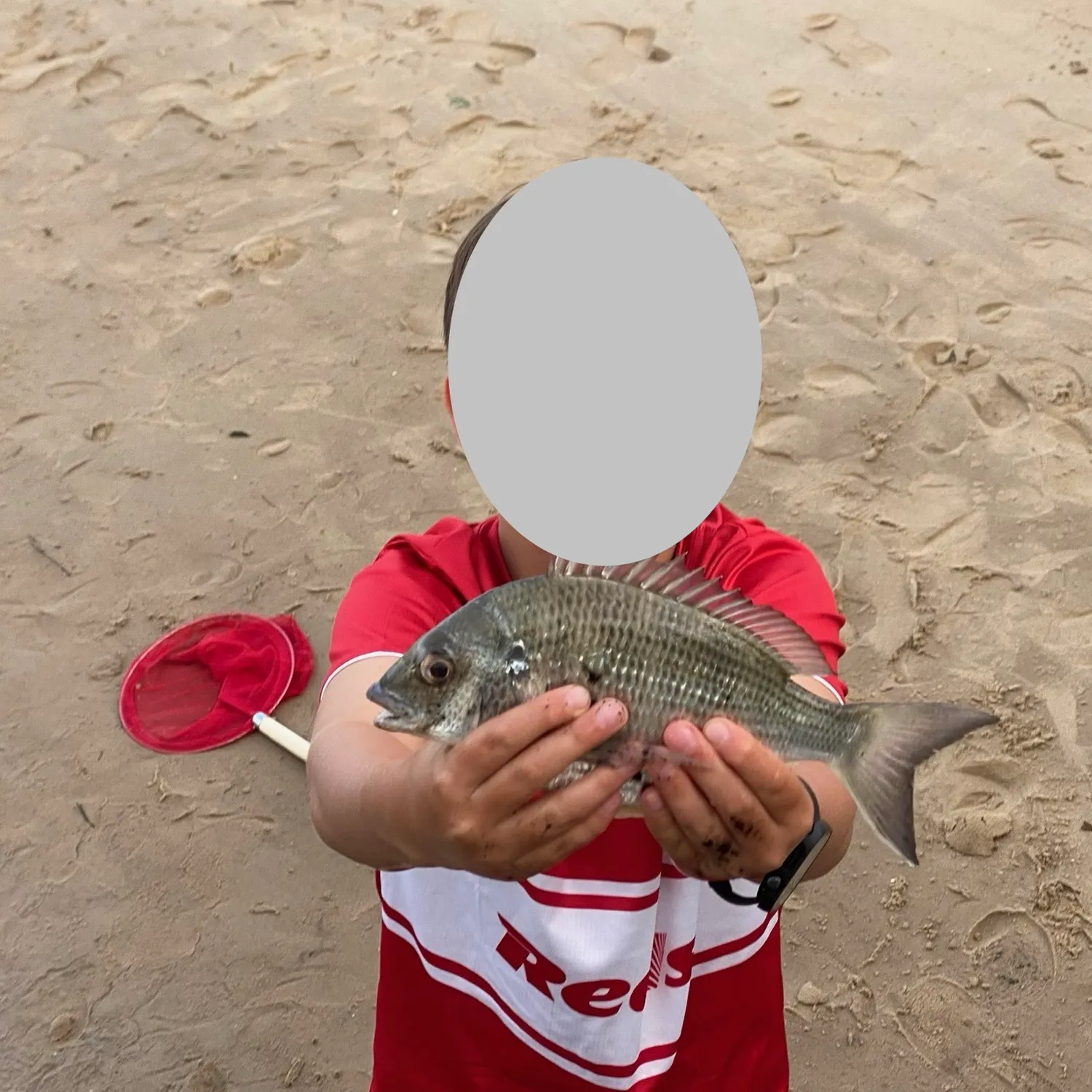 Surf bream caught on Fishbrain