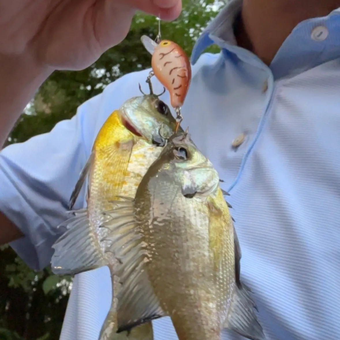 Bluegill caught on Fishbrain