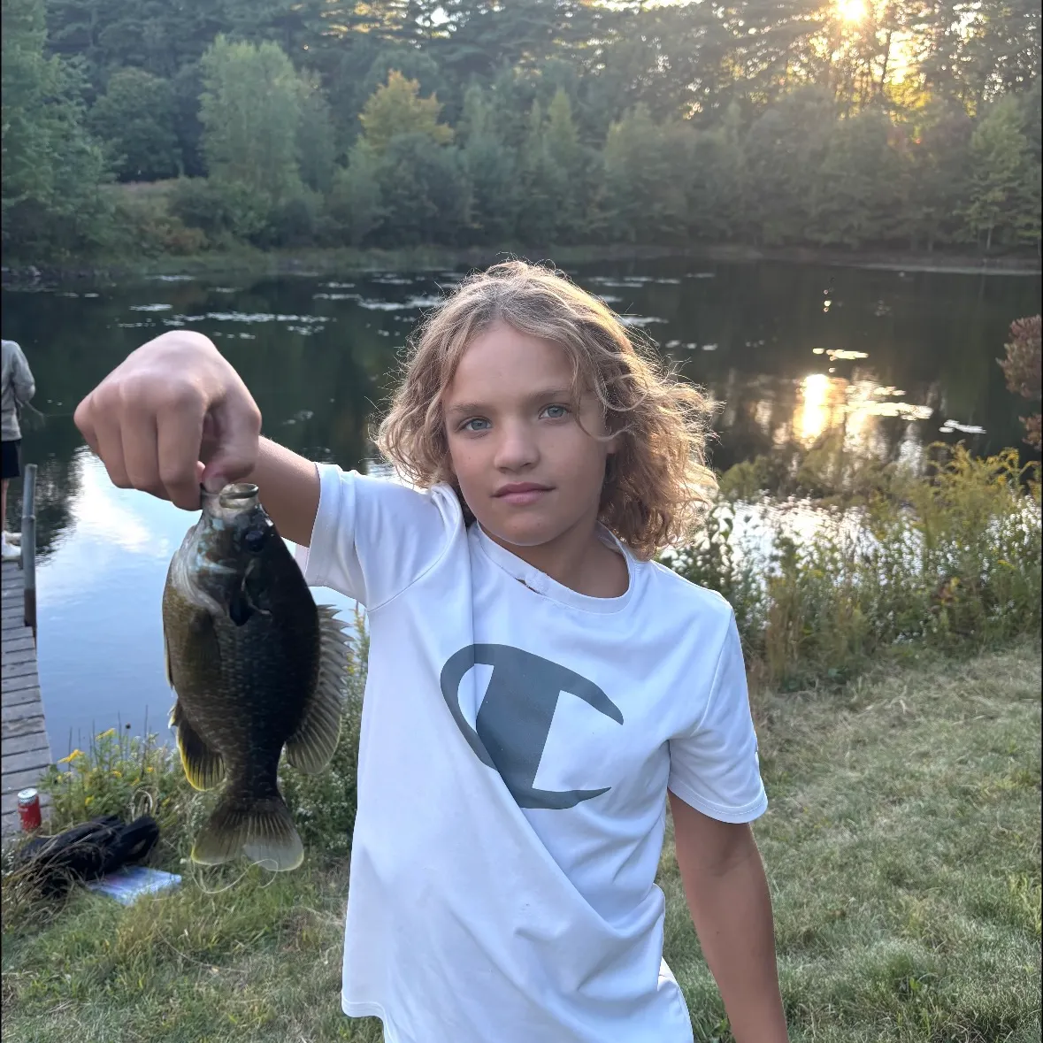 Greengill hybrid caught on Fishbrain