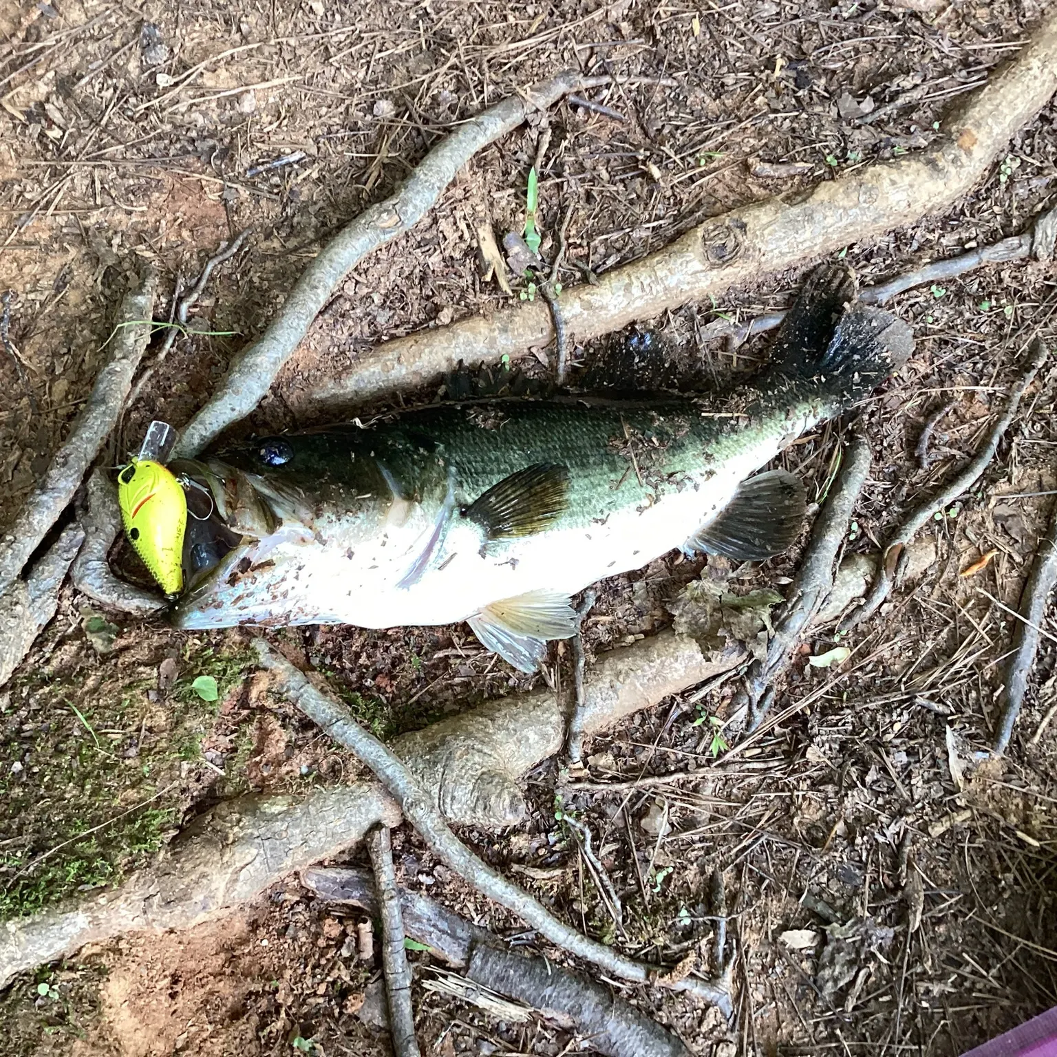 Largemouth bass caught on Fishbrain
