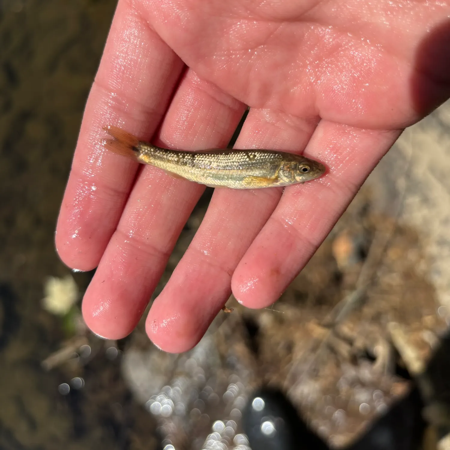 The most recent Central stoneroller catches on Fishbrain