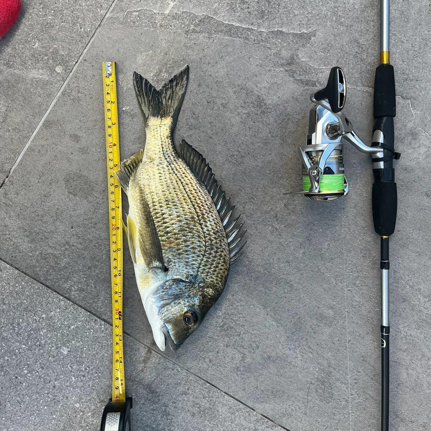Surf bream caught on Fishbrain