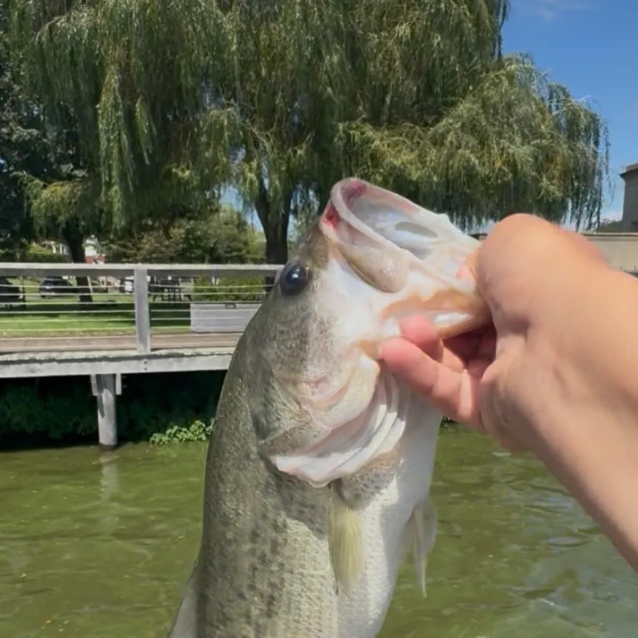 Largemouth bass caught on Fishbrain