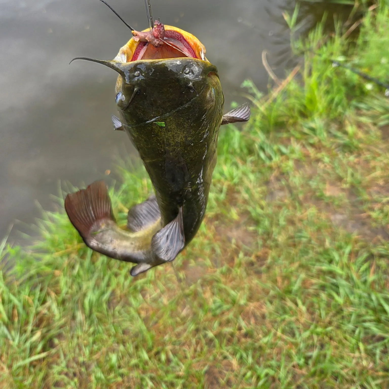 Yellow bullhead caught on Fishbrain