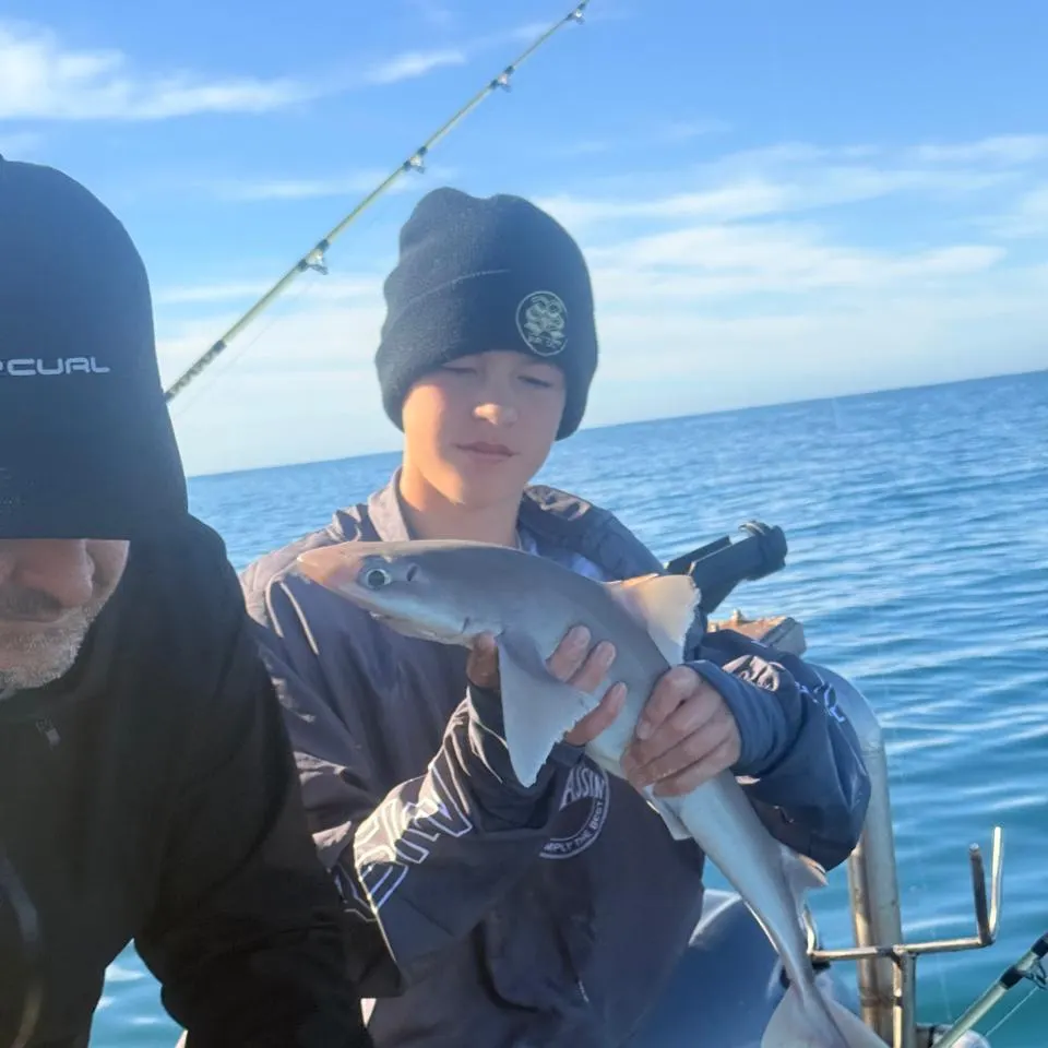 The most recent Tope shark catches on Fishbrain