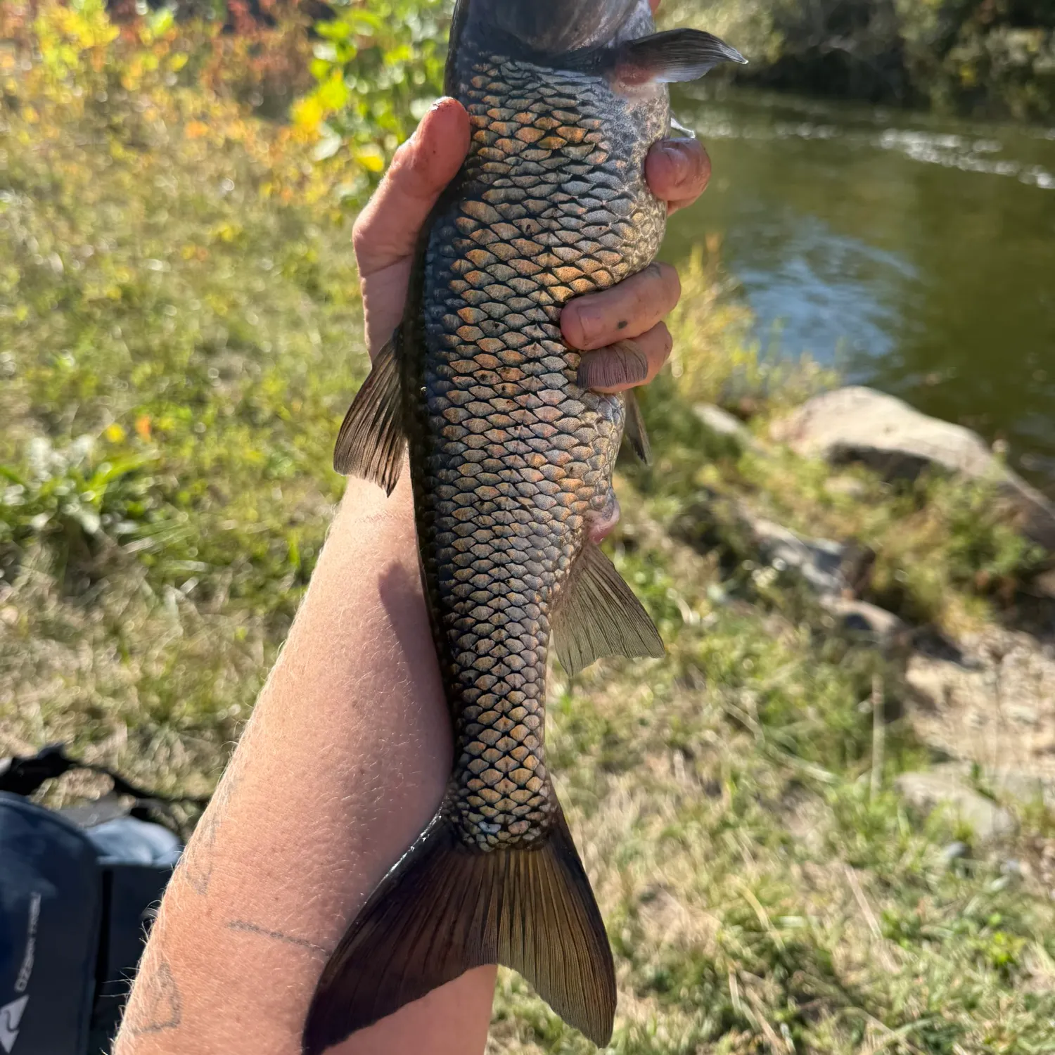 Fallfish caught on Fishbrain