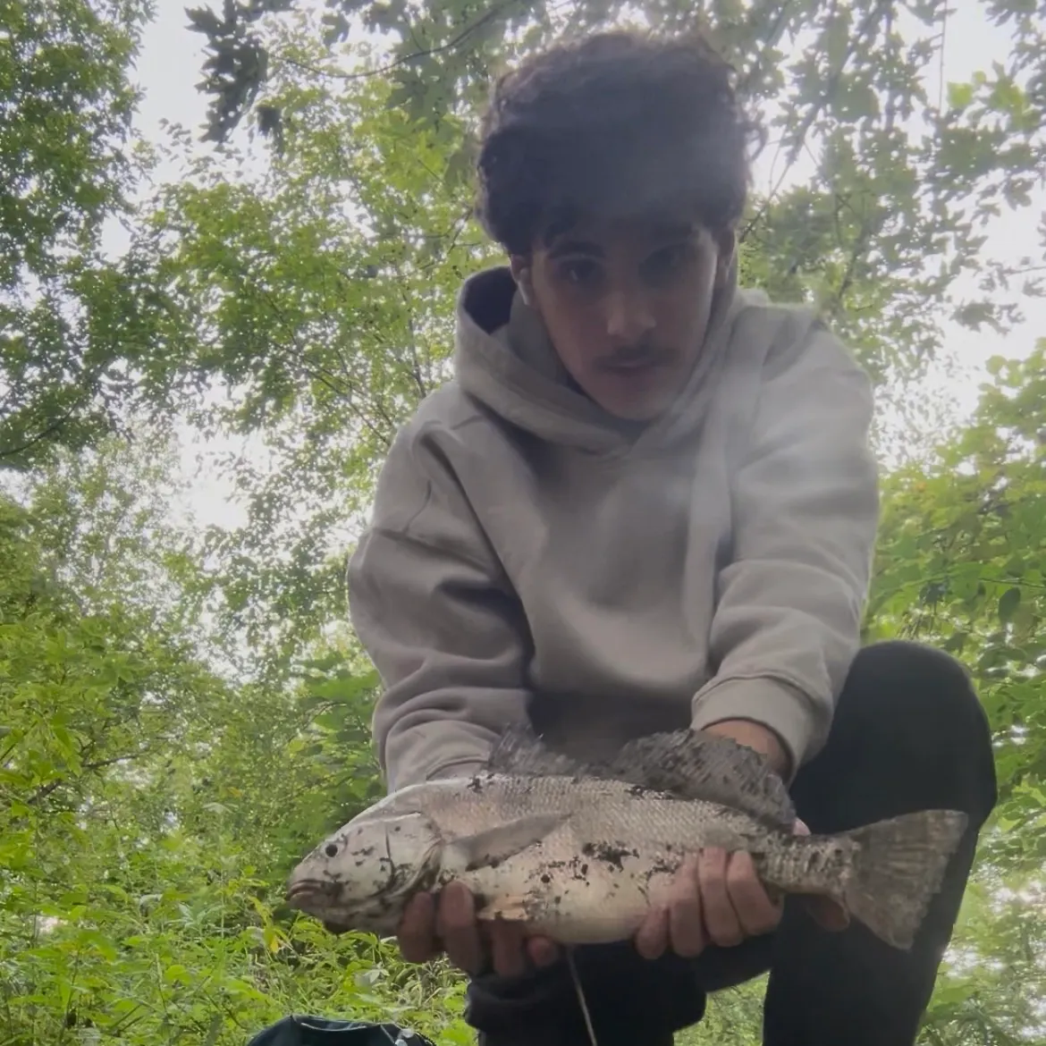 Freshwater drum caught on Fishbrain