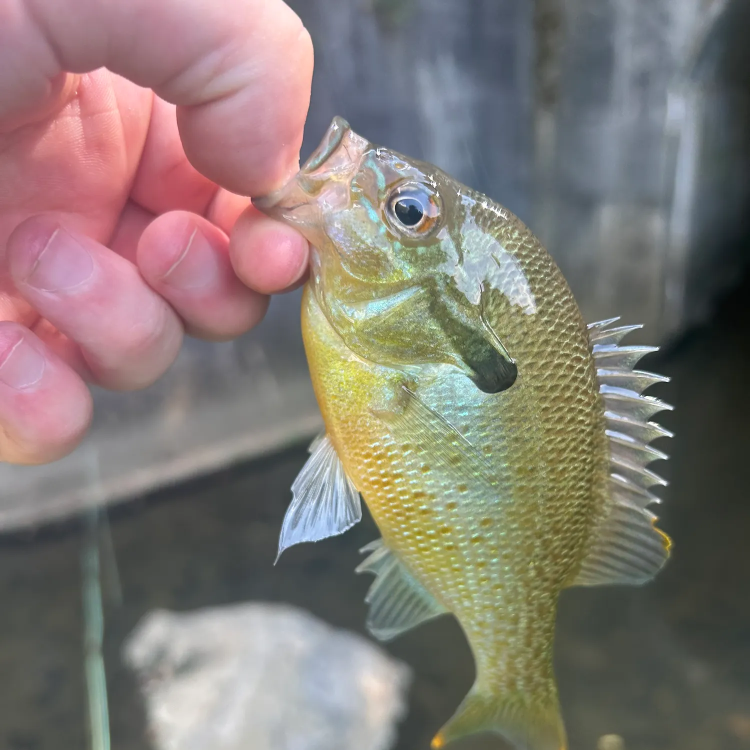 Redbreast sunfish caught on Fishbrain