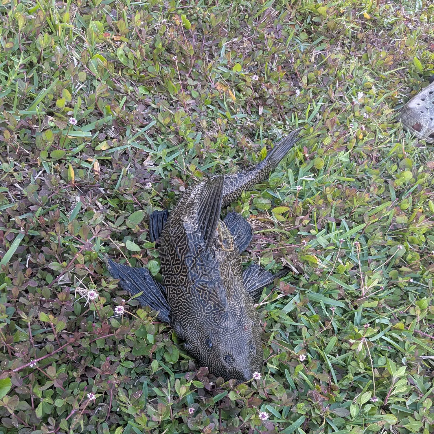 The most recent Suckermouth catfish catches on Fishbrain