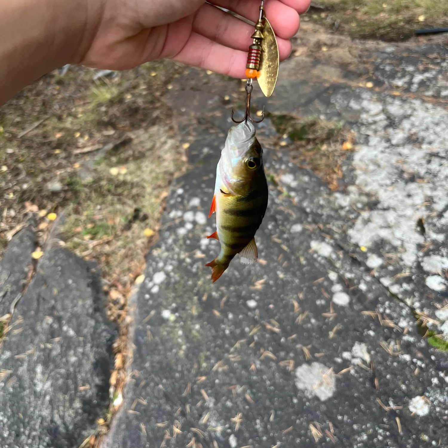 European perch caught on Fishbrain
