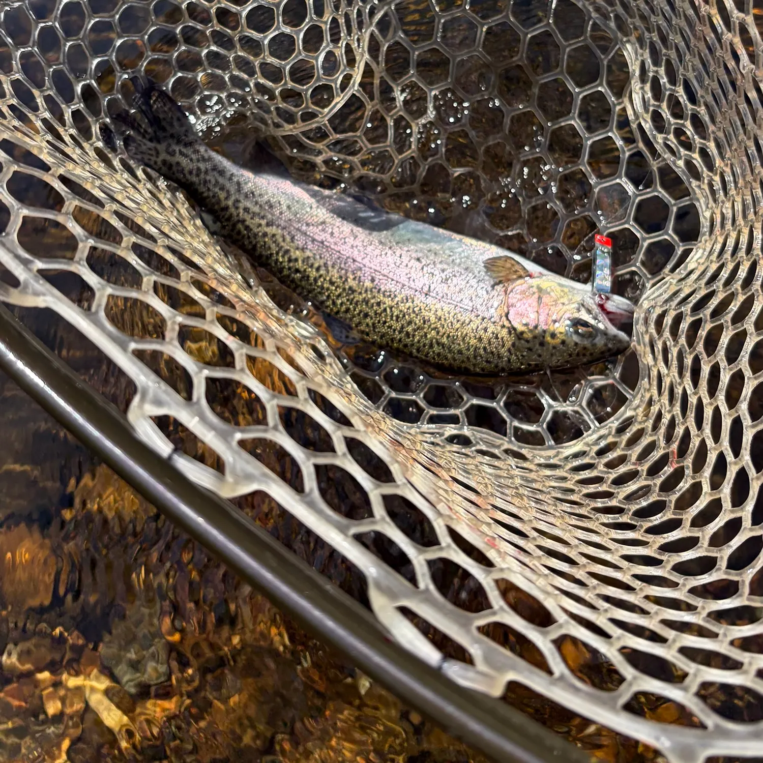 Rainbow trout caught on Fishbrain