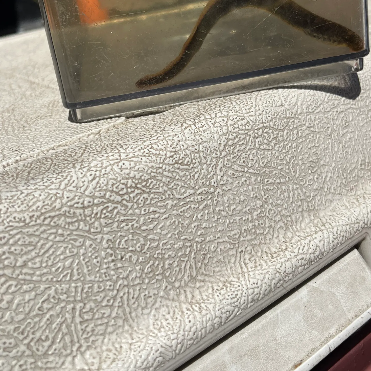 The most recent American brook lamprey catches on Fishbrain