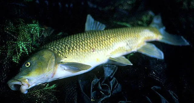 Ebro barbel