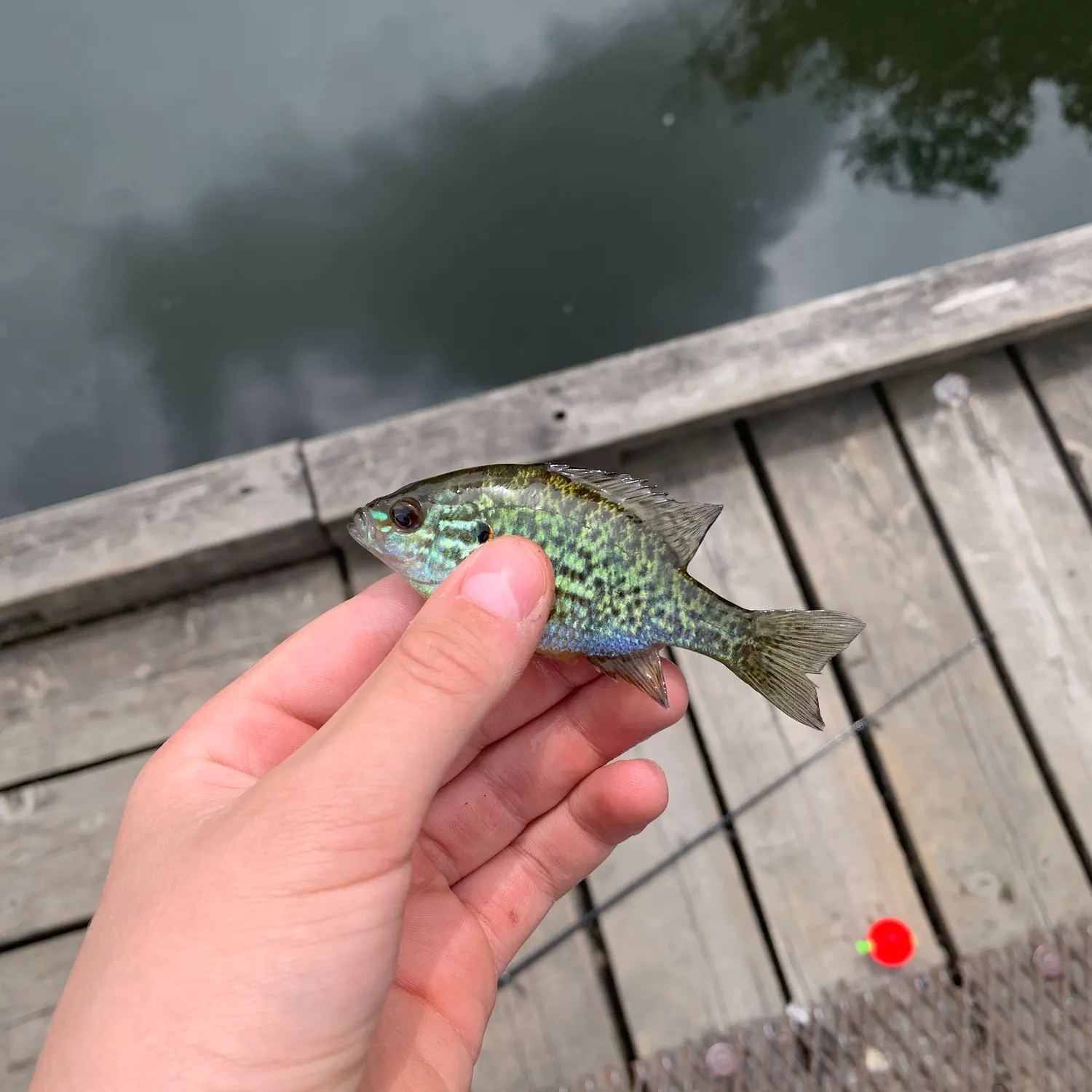 Pumpkinseed caught on Fishbrain