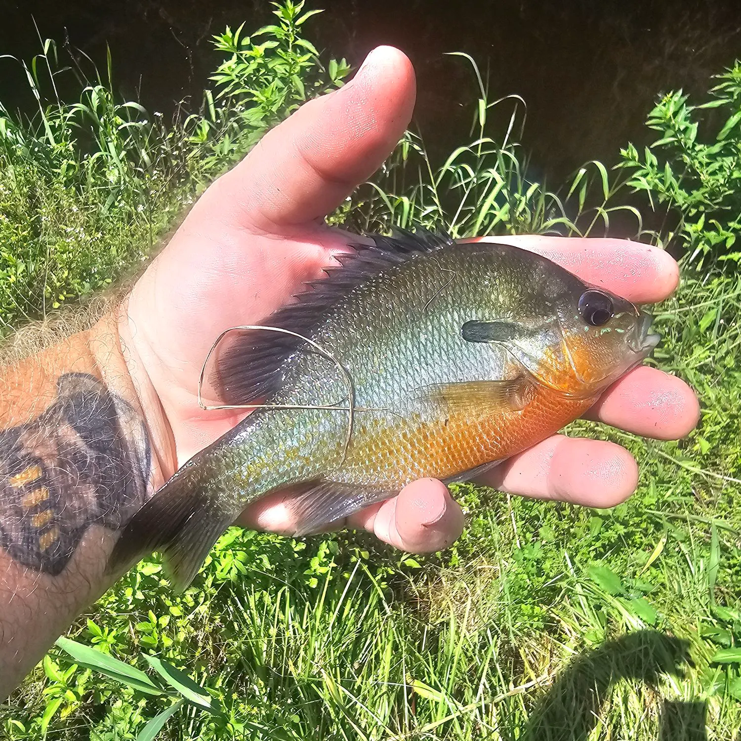 Redbreast sunfish caught on Fishbrain
