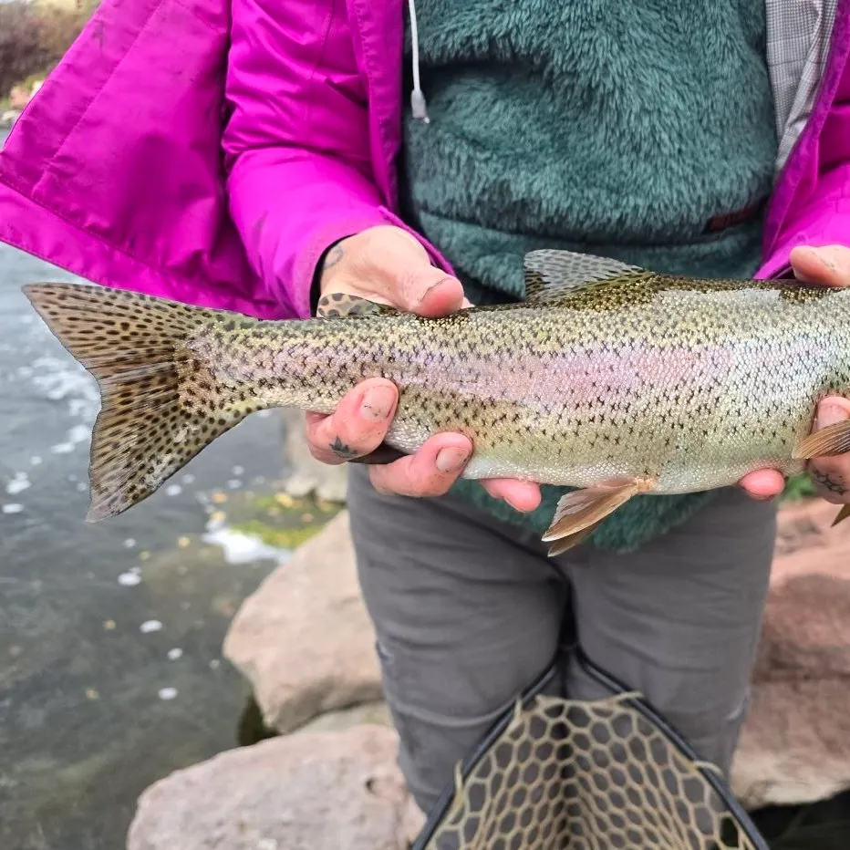 Rainbow trout caught on Fishbrain
