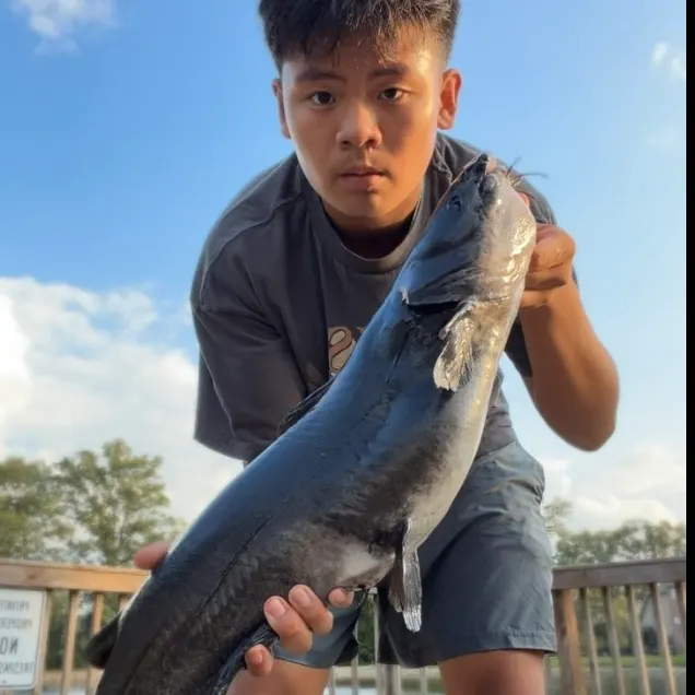 Channel catfish caught on Fishbrain