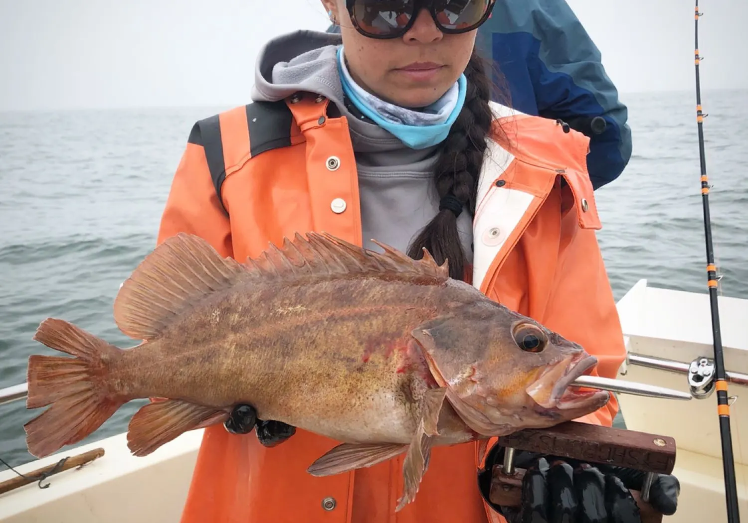 Copper rockfish