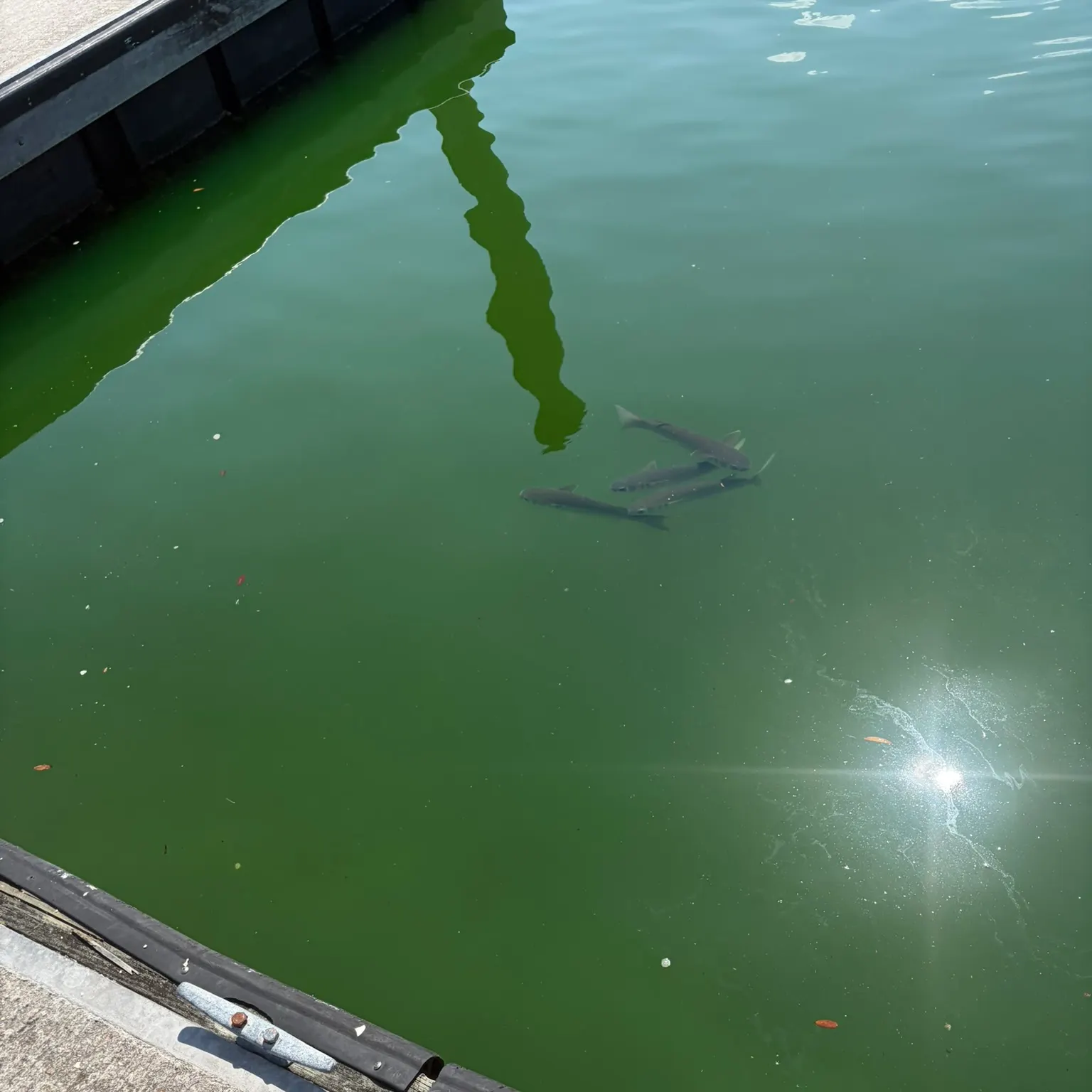 The most recent Striped mullet catches on Fishbrain