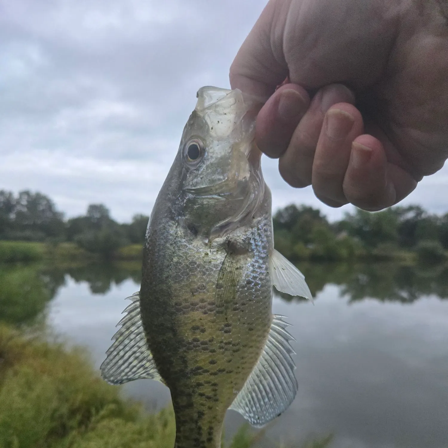 White crappie caught on Fishbrain