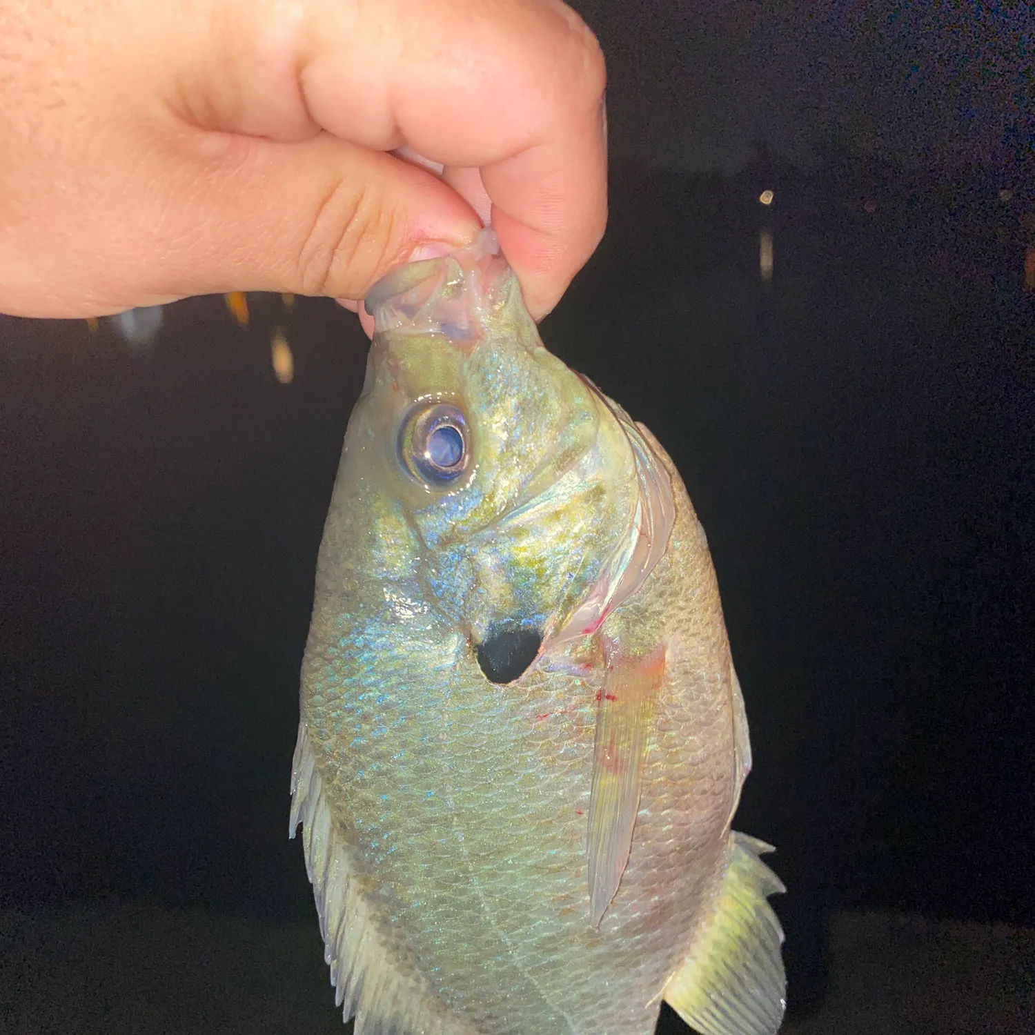 Bluegill caught on Fishbrain