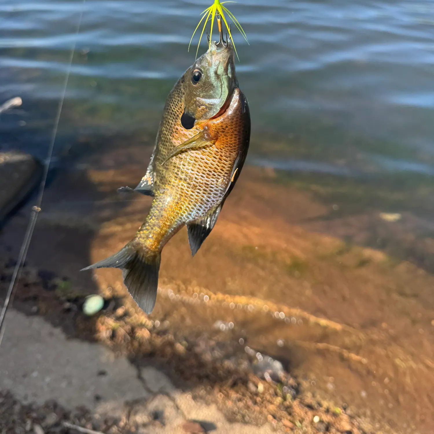 angler catch