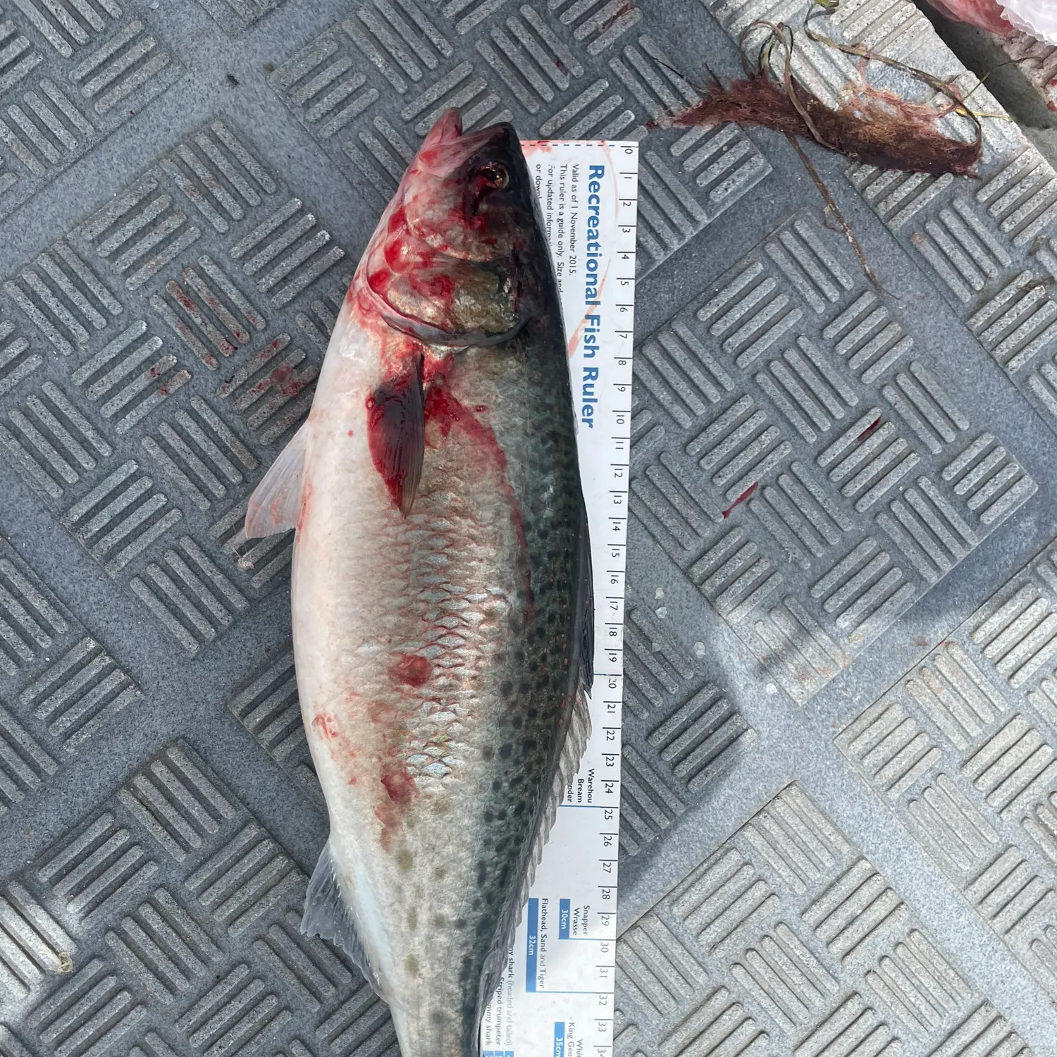 The most recent Eastern Australian salmon catches on Fishbrain