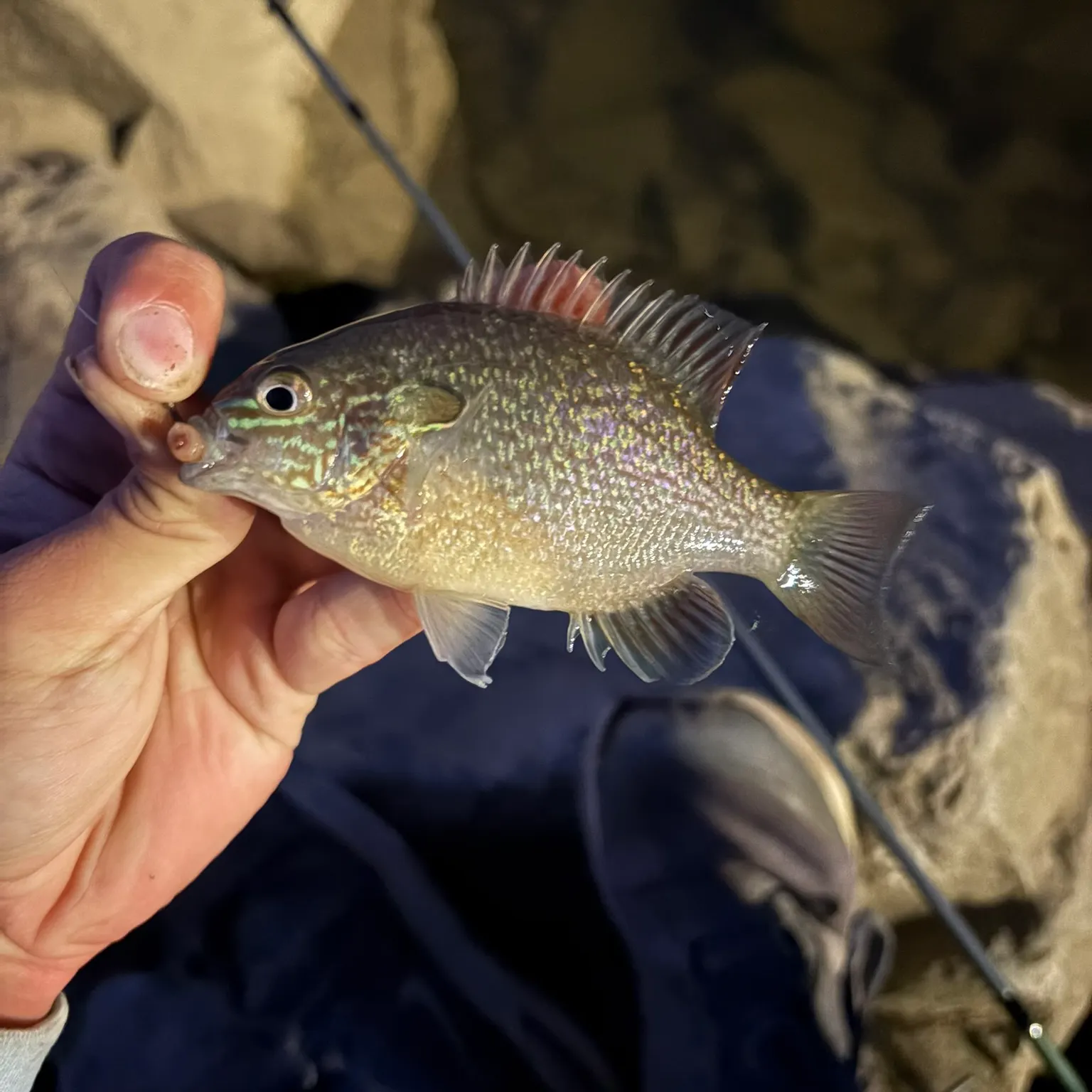 The most recent Longear sunfish catches on Fishbrain