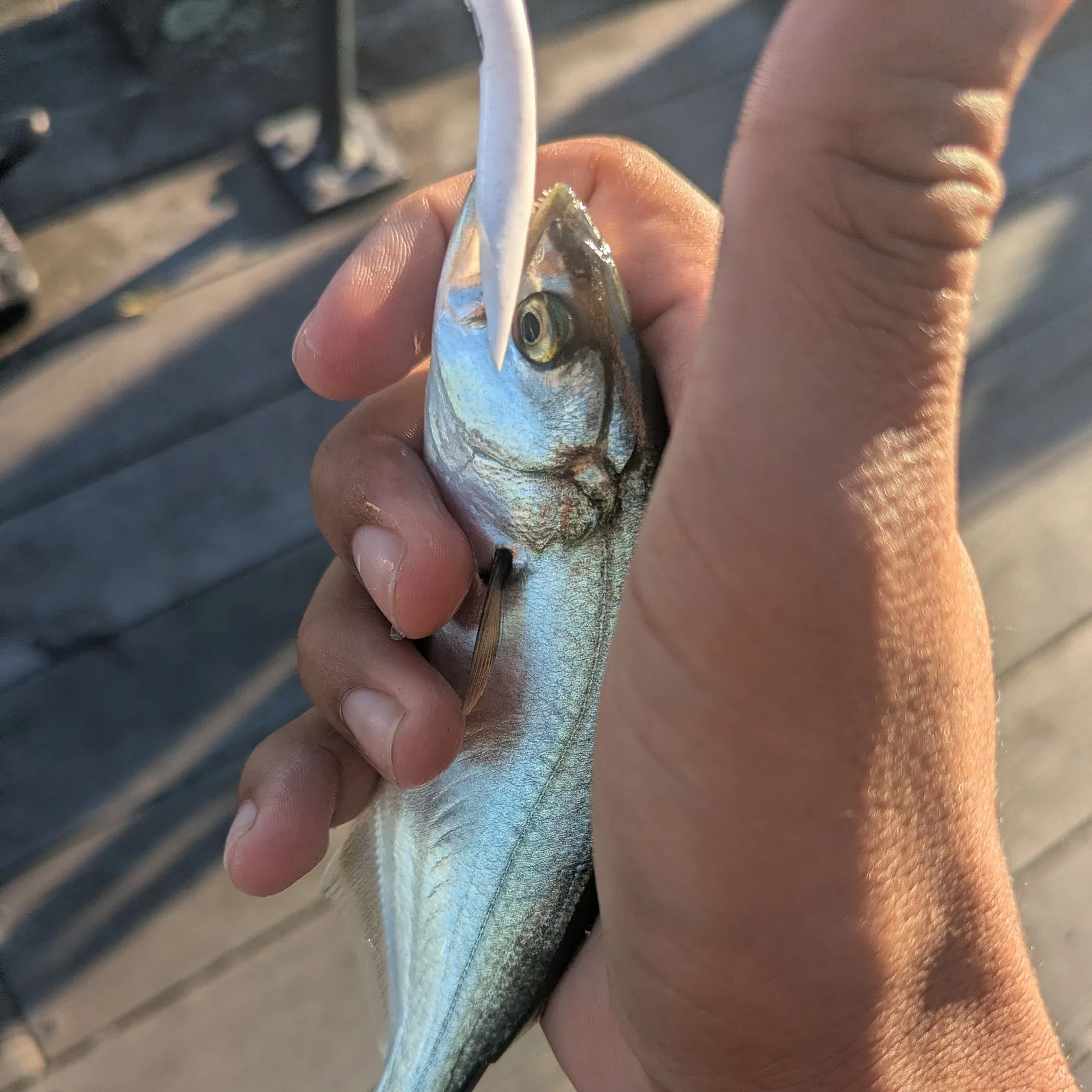 Bluefish caught on Fishbrain