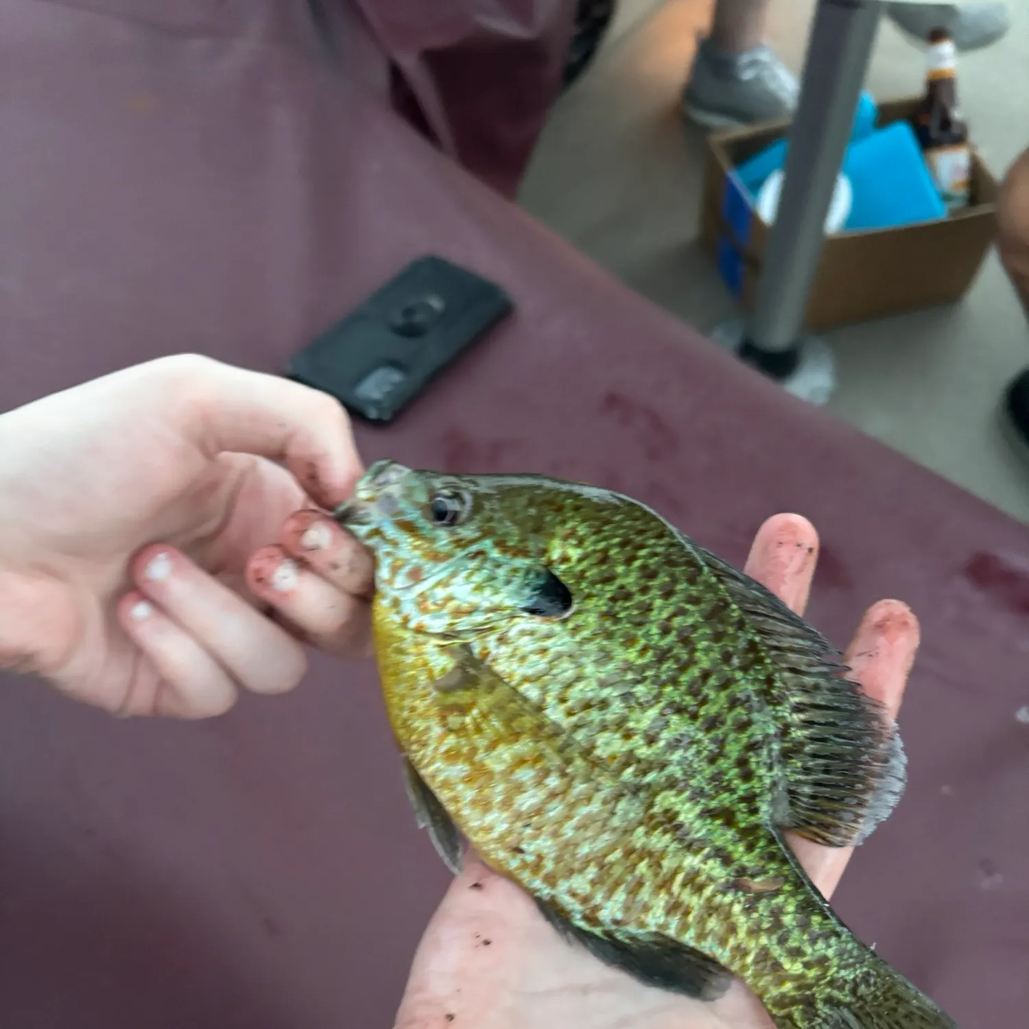 recently logged catches