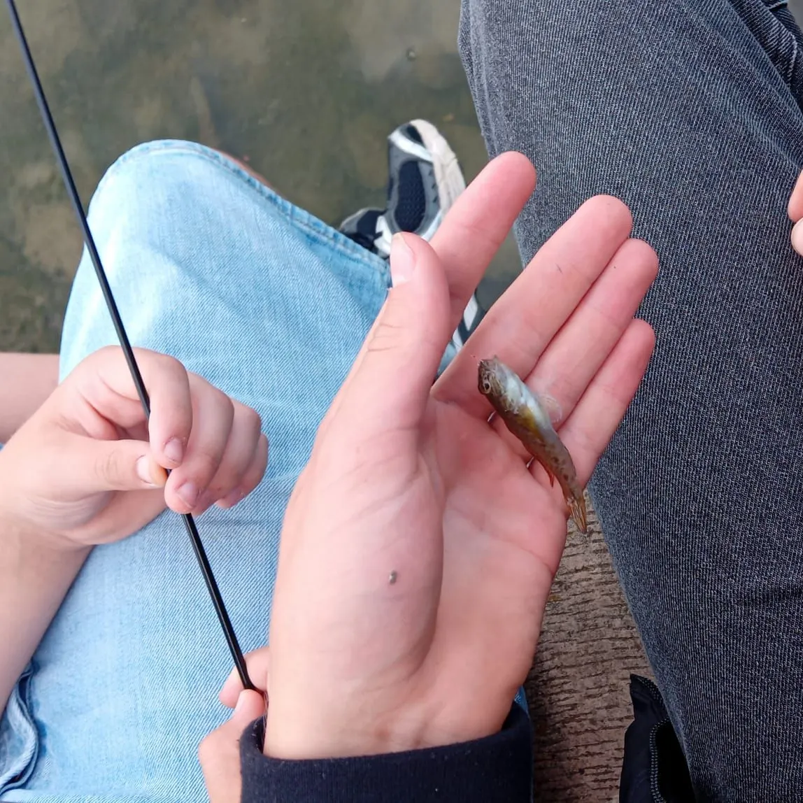 Round goby caught on Fishbrain