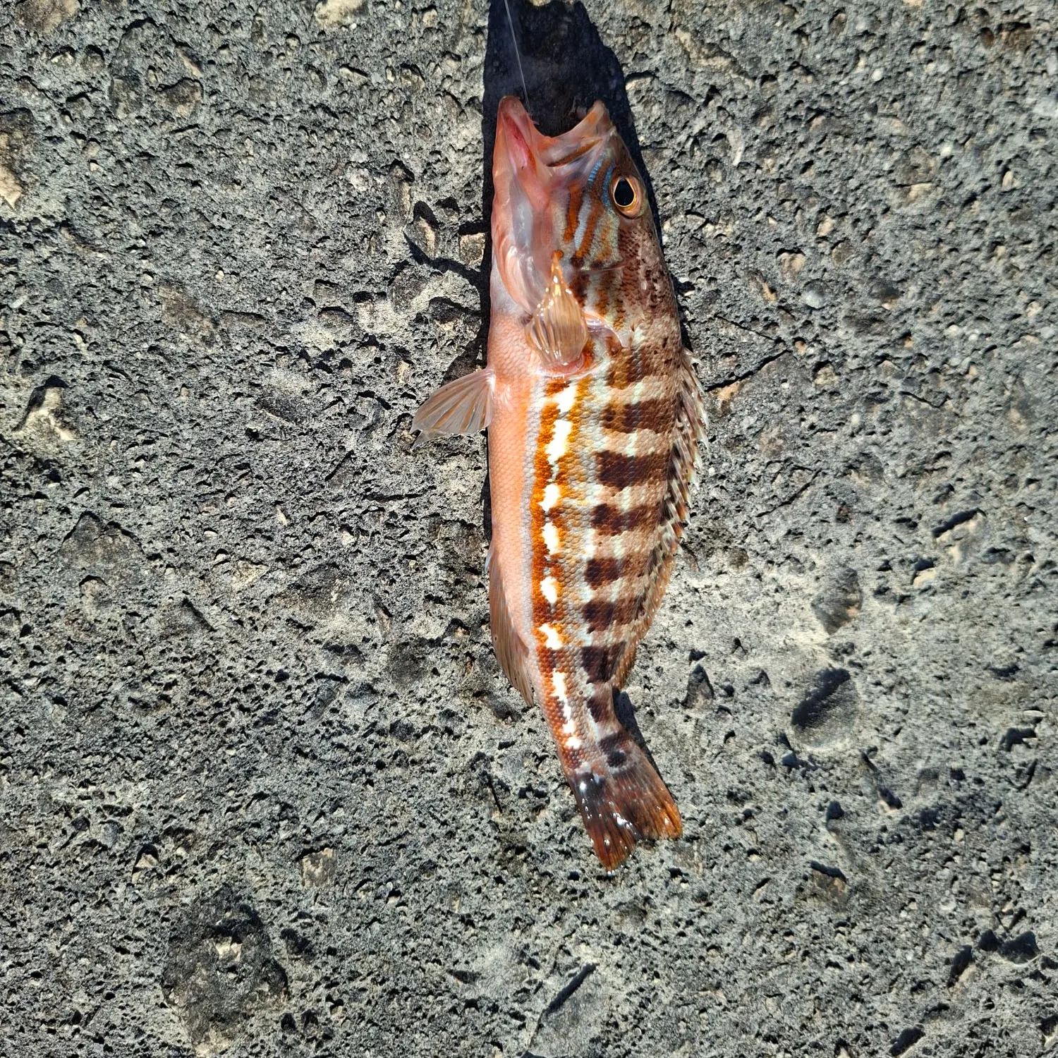 The most recent Comber catches on Fishbrain
