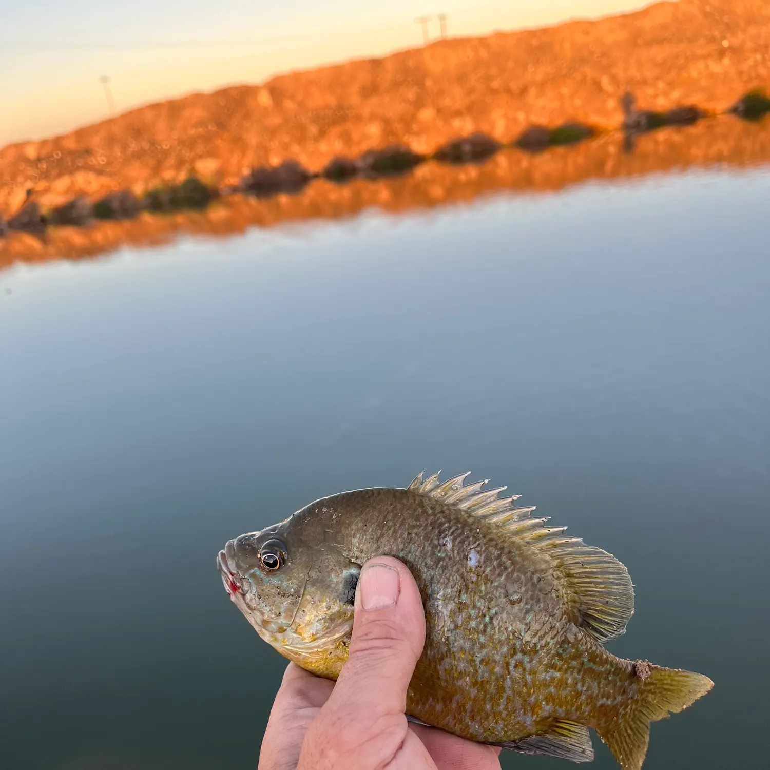 Greengill hybrid caught on Fishbrain