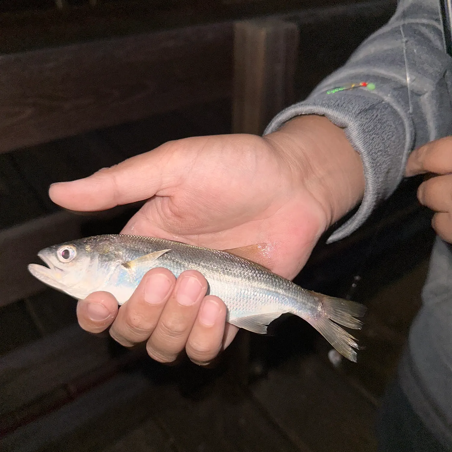 White croaker caught on Fishbrain