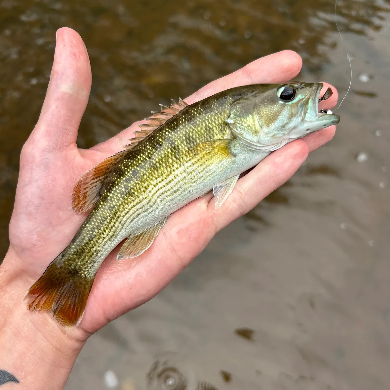 Redeye bass caught on Fishbrain